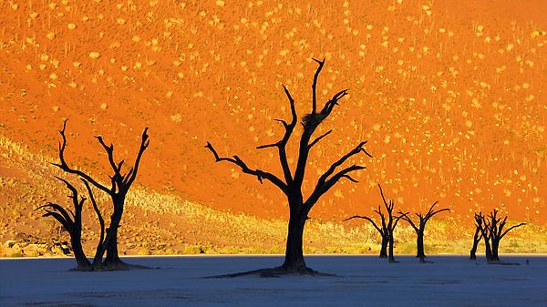 25. Можно подумать, что это картина, но это Национальный парк Намиб-Науклуфт, Намибия