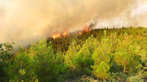 Çanakkale'nin Ezine İlçesi'nde  tarım arazisinde başlayıp ormana sıçrayan yangında ilk belirlemelere göre 30 hektar orman kül oldu.
