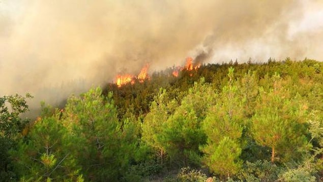 Çanakkale'nin Ezine İlçesi'nde tarım arazisinde başlayıp ormana sıçrayan yangında ilk belirlemelere göre 30 hektar orman kül oldu.