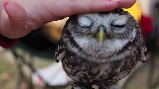 Совы такие милые (◕‿◕✿)