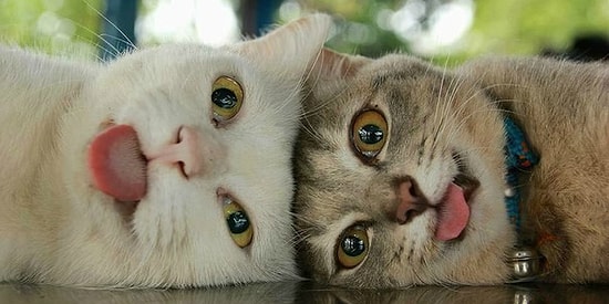 Тест: если бы вы были котом, то каким? 😸