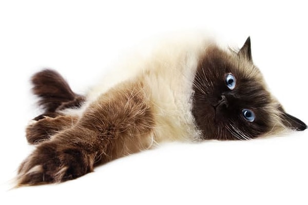 Вы - гималайская кошка