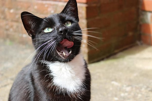 Вы - кошка окраса смокинг