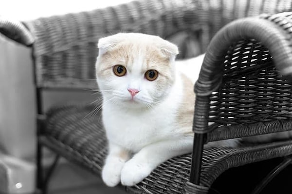 Вы - шотландская вислоухая кошка