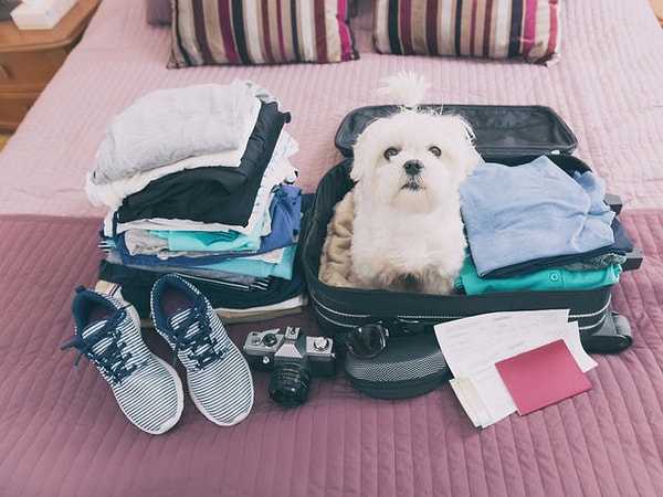 Путешественник на стрессе!