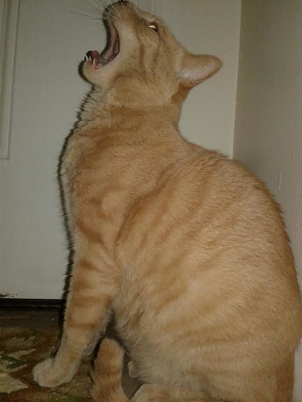 9. И ещё один мощный зевок!