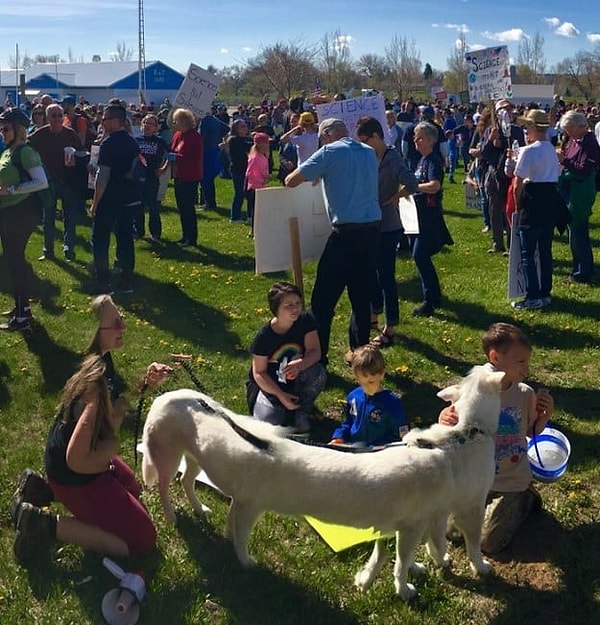 17. Когда автор снимка решил сделать панорамное фото, собака вдруг решила, что ей нужно сменить локацию