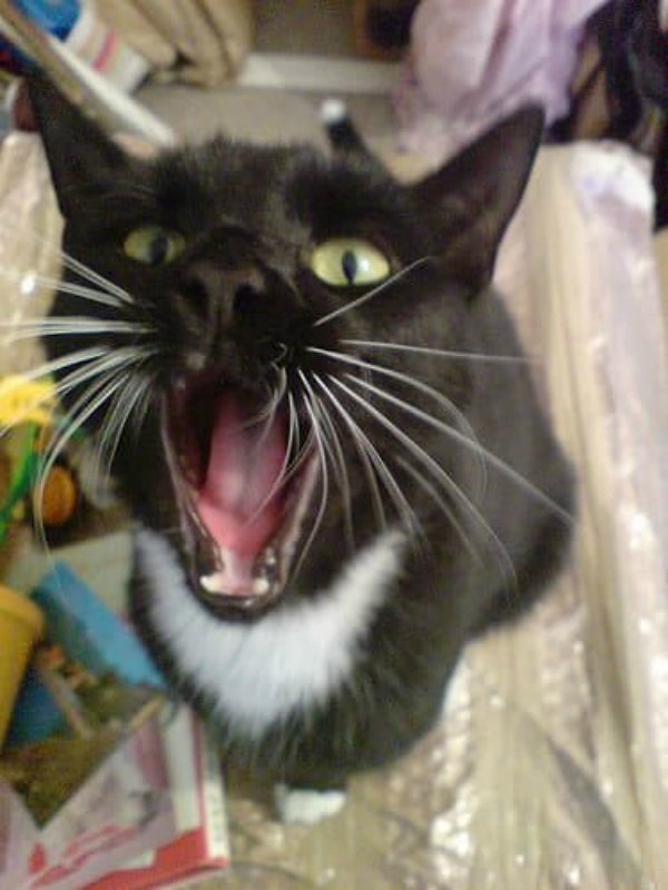 6. Удалось запечатлеть пик зевка этого кота 😺