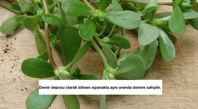Salata Malzemesi Olmaktan Öteye Gidemeyen Semizotunun Süper Besin Olduğunun 13 Kanıtı