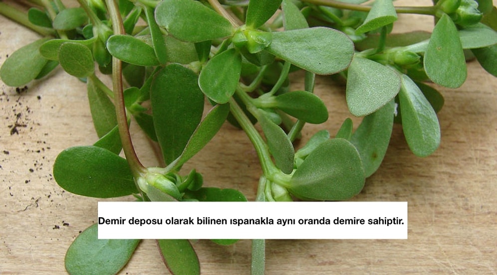 Salata Malzemesi Olmaktan Öteye Gidemeyen Semizotunun Süper Besin Olduğunun 13 Kanıtı