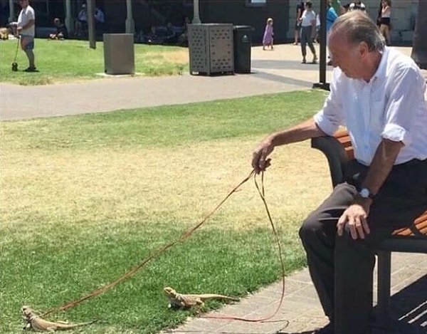 9. В детстве все хотели иметь несколько домашних животных...