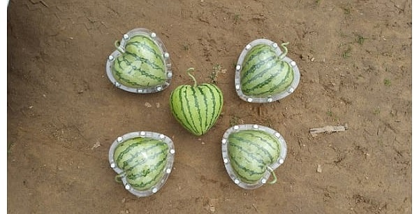 4. Арбузы в форме сердец