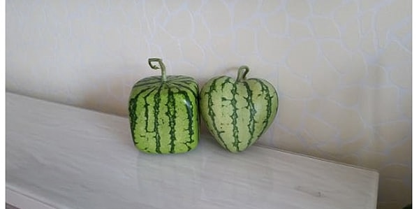 8. Те самые, уже знаменитые, квадратный арбуз и арбуз-сердечко 🍉🍉🍉