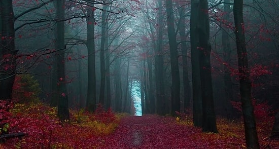 Если вы не сможете досмотреть эти фото до конца, у вас гилофобия