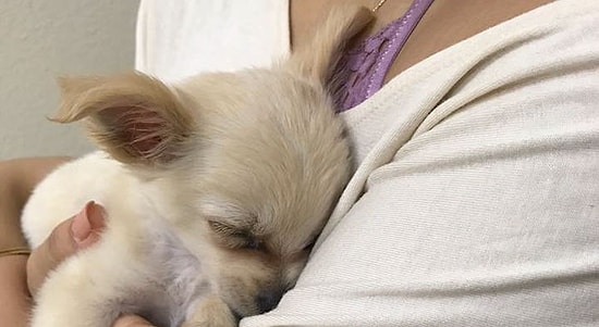 История щенка, оставленного в аэропорту с душераздирающей запиской, заставит вас плакать