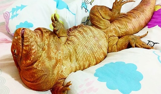 Эта ящерица размером с собаку стала новой звездой Instagram