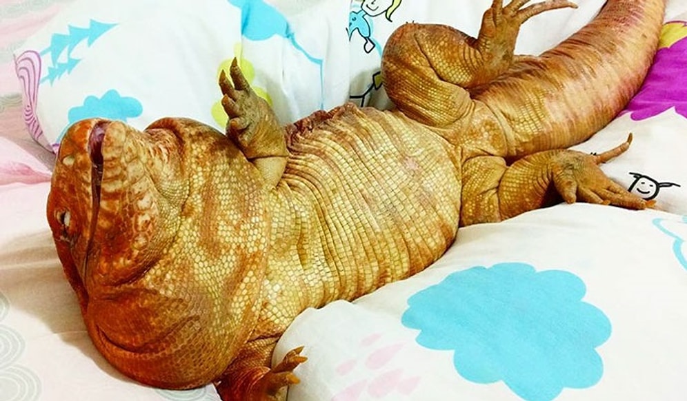 Эта ящерица размером с собаку стала новой звездой Instagram