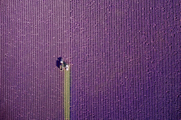 1. 1-ый приз в категории "Природа": "Лето в Провансе"