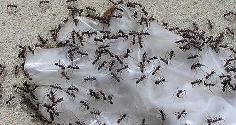 Evinizi Karınca Baskınından Korumanız İçin Deneyebileceğiniz 12 Doğal Yöntem