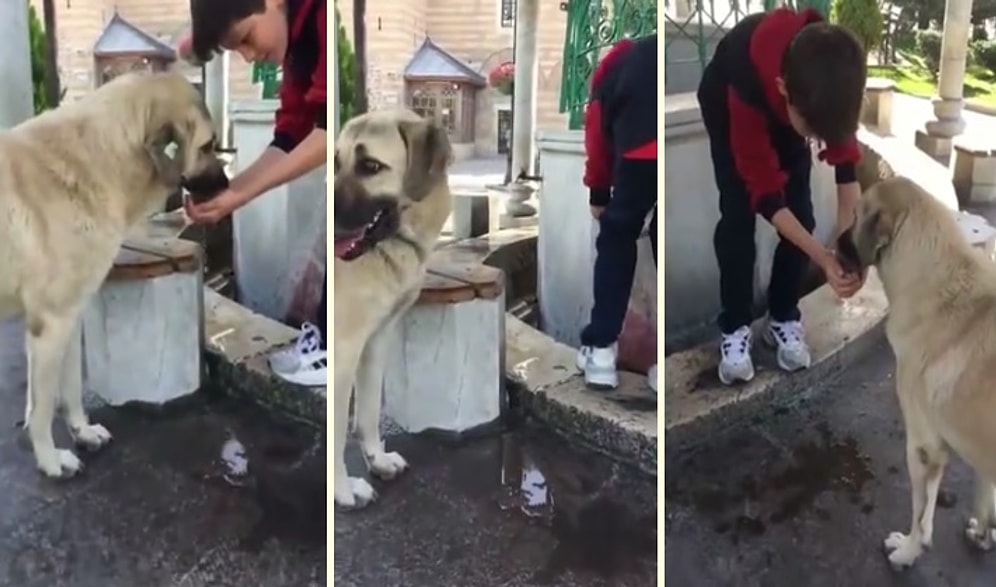 Susayan Köpeğe Elleriyle Su İçiren Kalbi Güzel Çocuk
