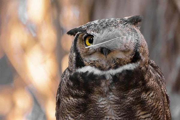 9. "Пират под прикрытием". Чили