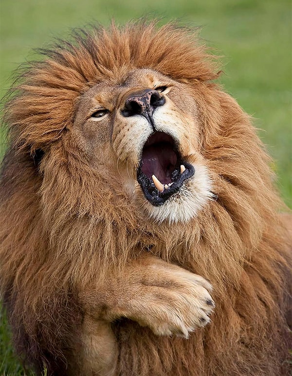 11. Орущий лев. Танзания