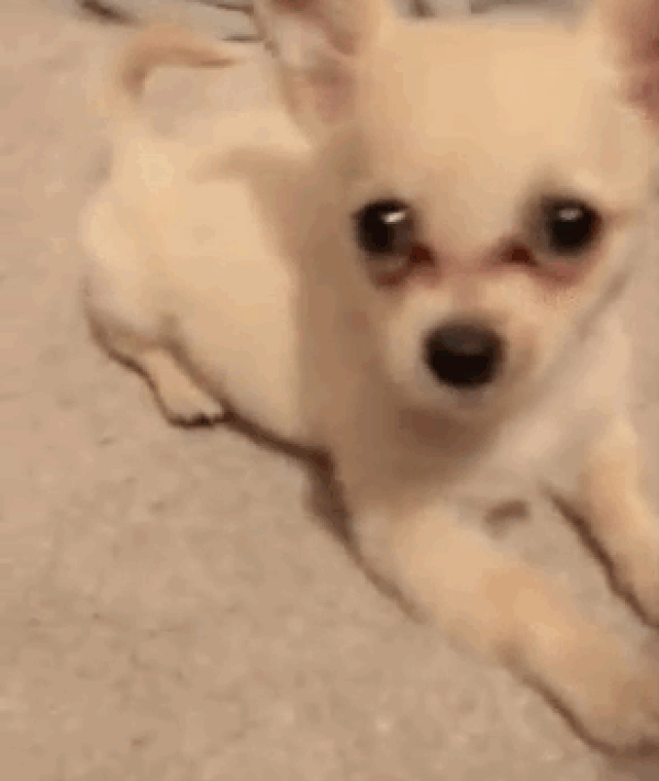 Chihuahua Chewy şu an çok iyi ve sahiplendirilmek için yakında hazır olacak.