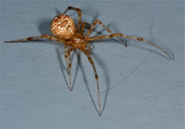 2. Erkek şemsiye örümceğinin vücuduna oranla o kadar büyük bir penisi vardır ki çiftleştikten sonra penisini vücudundan ayırması gerekir.
