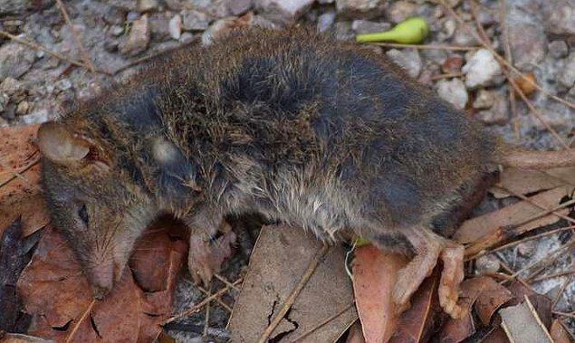 11. Üreme döneminde günde yaklaşık 14 saat süreyle çiftleşen erkek Antechinus faresinin bir süre sonra hormon dengesizliğinden bağışıklığı düşüyor ve ölüyor.
