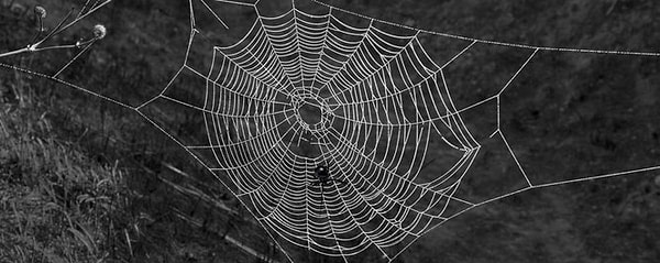 3. Я думаю, что пауки ...