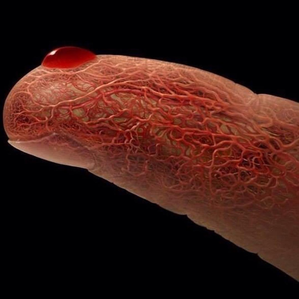 Капиллярные сосуды человека. Сосуды вена артерия капилляры. Капилляров в теле человека. Кровеносные сосуды человека. Капилляров в теле человека.