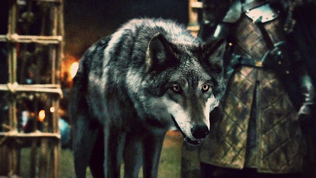 Grey Wind