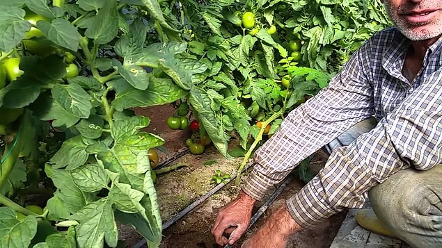11. Organik Bitki Yetiştiriciliği