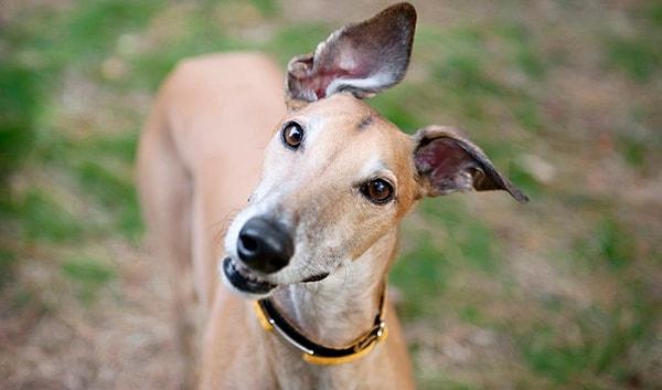 10. İngiliz tazısı olarak bilinen Greyhound cinsi köpekler bütün köpek cinslerine kan verebilir.