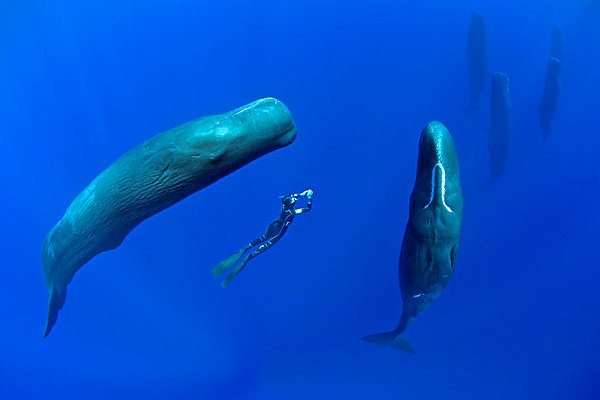 Profesyonel su altı fotoğrafçısı Franco Banfi, Karayip Denizi'ndeki bir grup ispermeçet balinasını takip ederek eşi benzeri görülmemiş fotoğraflar çekti.