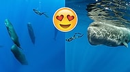 İspermeçet Balinasını Uyurken Yakalayıp Eşi Benzeri Görülmemiş Kareleri Çeken Fotoğrafçı
