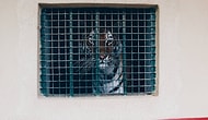 Türk Fotoğrafçıdan Hayvanların Yalnızlığını Çarpıcı Şekilde Yüzümüze Vuran Proje: Zoosarenotgreen