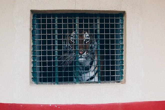 Türk Fotoğrafçıdan Hayvanların Yalnızlığını Çarpıcı Şekilde Yüzümüze Vuran Proje: Zoosarenotgreen