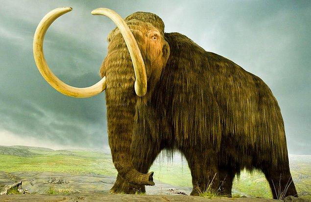 Mamutlar yaklaşık 4000 yıl önce iklim ve yaşam ortamlarındaki değişim, bunun yanında insan nüfusunun artışının etkisiyle dünyadan yok olmuştu.