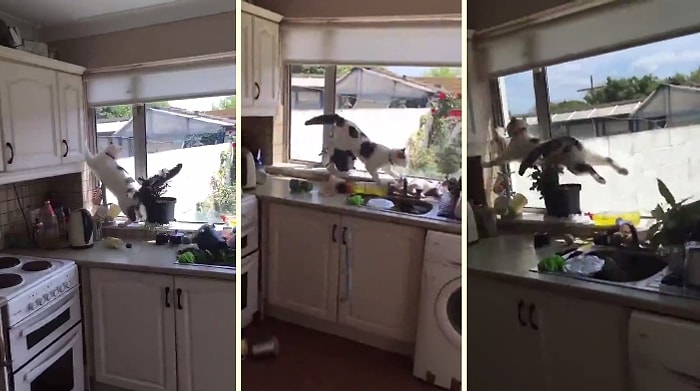 Korkudan Mutfağın Altını Üstüne Getiren Kedi