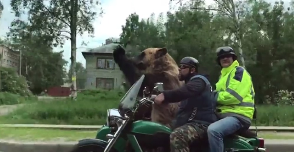 Motorla Gezerken Rus Halkını Selamlayan Ayı