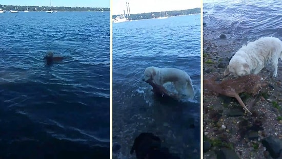 Boğulmak Üzere Olan Yavru Geyiği Kurtaran Kahraman Köpek!