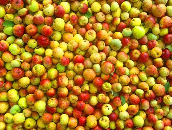 4. Dünyada o kadar çok elma türü var ki, her gün bir elma yeseydiniz hepsini tatmanız 20 seneden fazla zaman alırdı.