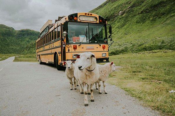 Bu koyunlar da otobüsü görünce albüm kapağı pozu vermek istemiş herhalde.😅👇