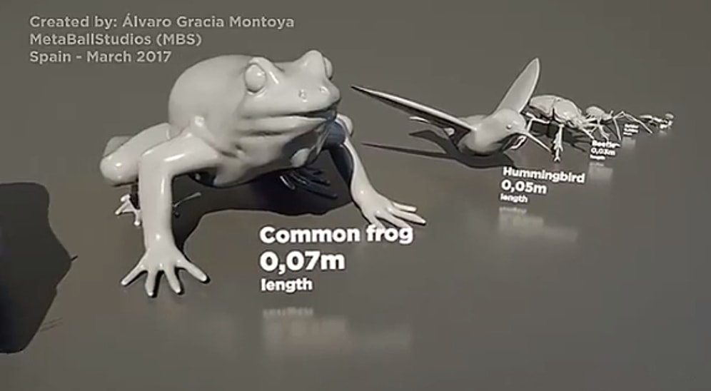 En Küçüğünden En Büyüğüne Hayvanların Boylarının Karşılaştırılması