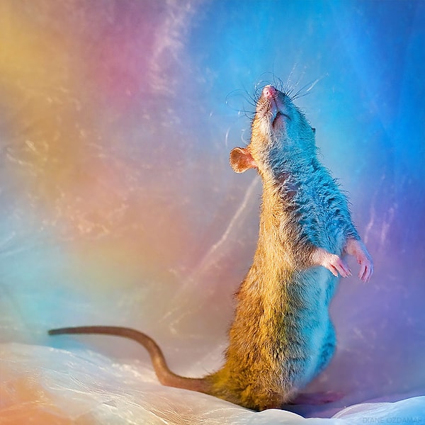 11. Балерина (Фенрир)