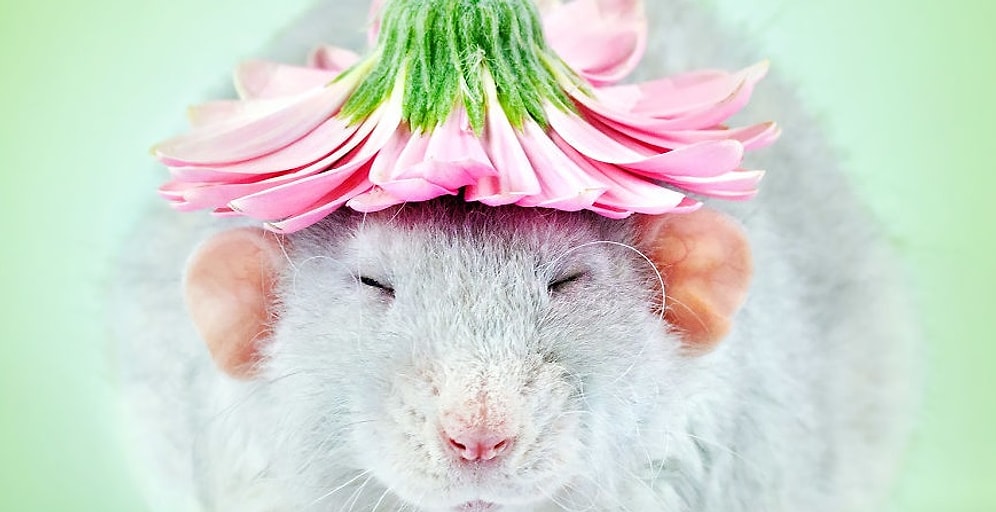 Кто сказал, что крысы гадкие?! Эти милые фотографии убедят вас в обратном!