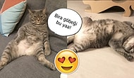 Payına Düşenden Fazlasını Yiyerek Şişmanlığın Dibine Vuran Tüylü Tosuncuk Dostumuz Meatball