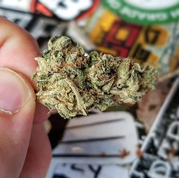 17. В городе около 160 кофейных магазинов, а также здесь легализирована продажа конопли 😱