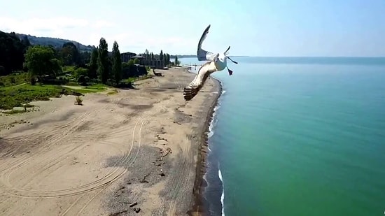 Вот что делает чайка, когда на нее летит дрон